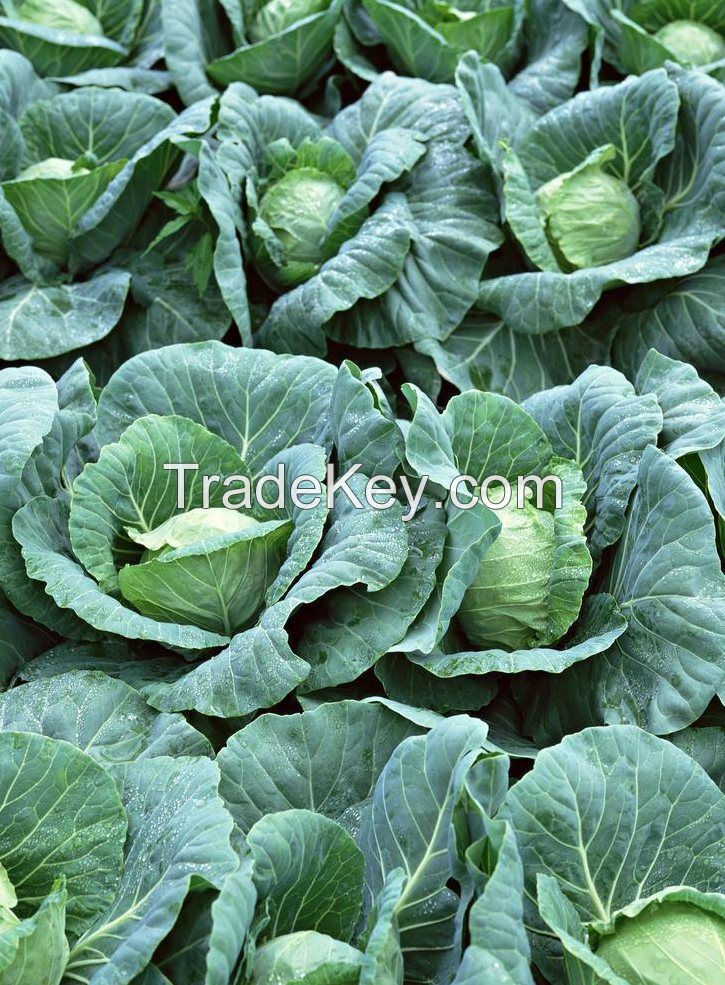 Natural high quality Fresh green cabbage cabbage fresh export standard