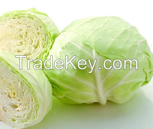 Natural high quality Fresh green cabbage cabbage fresh export standard