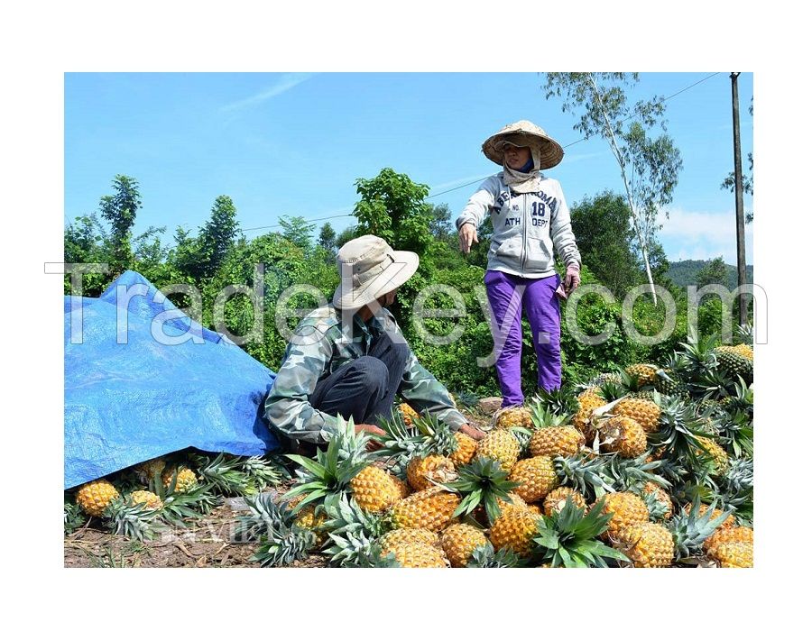Wholesale for Fresh Pineapple from South Africa at Competitive Price - Fresh Sweet Pineapple for EU USA UAE Japan Singapore Free tax