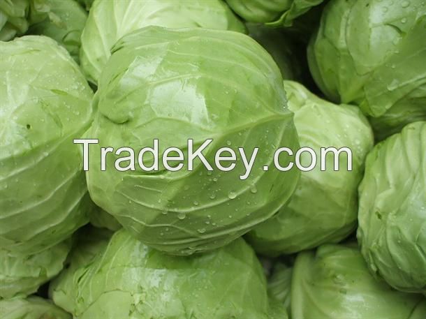 Natural high quality Fresh green cabbage cabbage fresh export standard