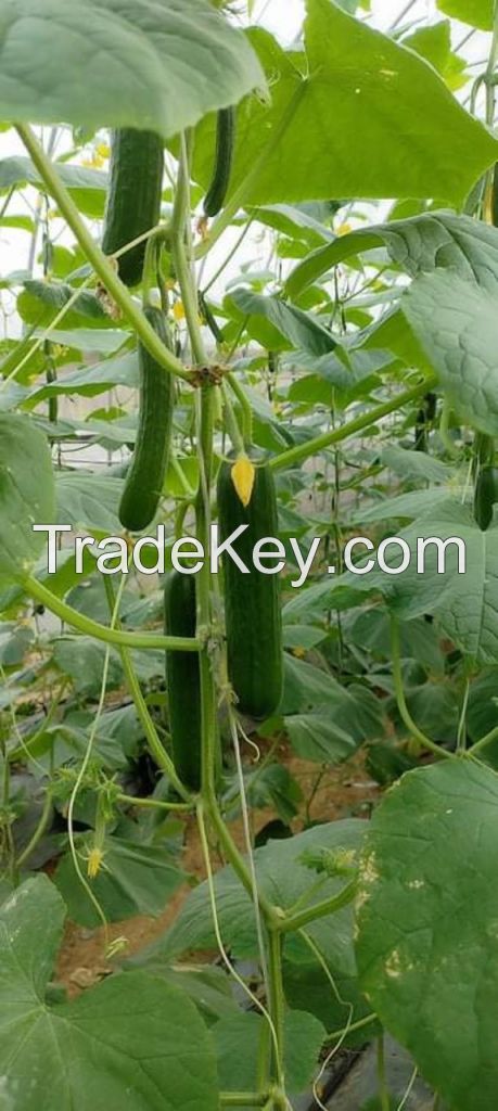 Most Reputable and Standard Company Fresh And Juicy Young Cucumber Products In Bulk Eco Friendly Farm Buy Now For Best Price