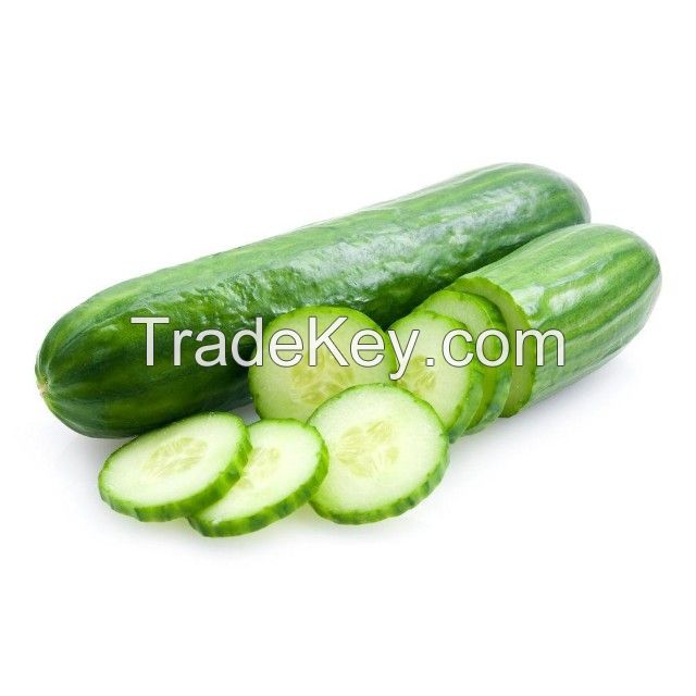 Big Sale for Fresh and Tasty Cucumber from South Africa - Organic Cucumber for EU, USA, Japan, UAE Market - Natural Fresh Cucumber