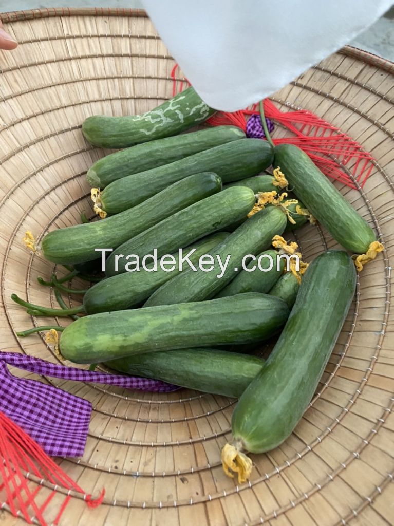 Most Reputable and Standard Company Fresh And Juicy Young Cucumber Products In Bulk Eco Friendly Farm Buy Now For Best Price