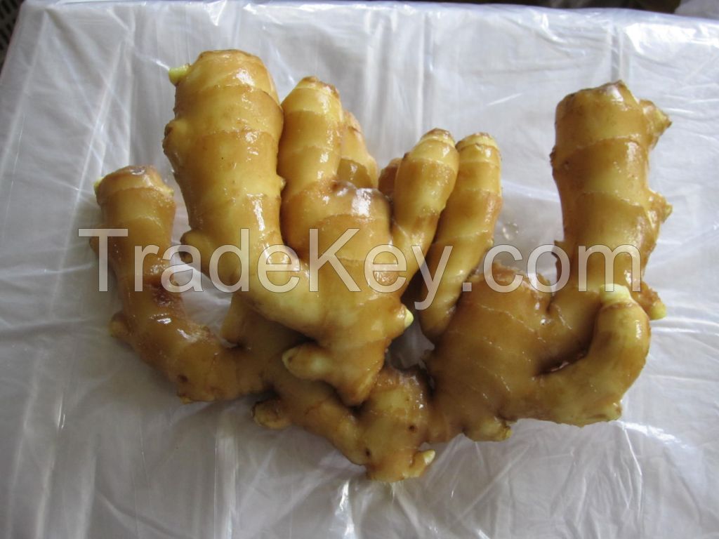 South Africa Fresh king of Ginger 150g/250g up 5kg/10kg/30LBS PVC Box  Ginger wholesale price per ton for importers of ginger