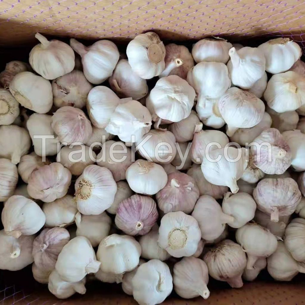 Wholesale Premium Quality Garlic factory supply fresh South African 4p pure white garlic suppliers