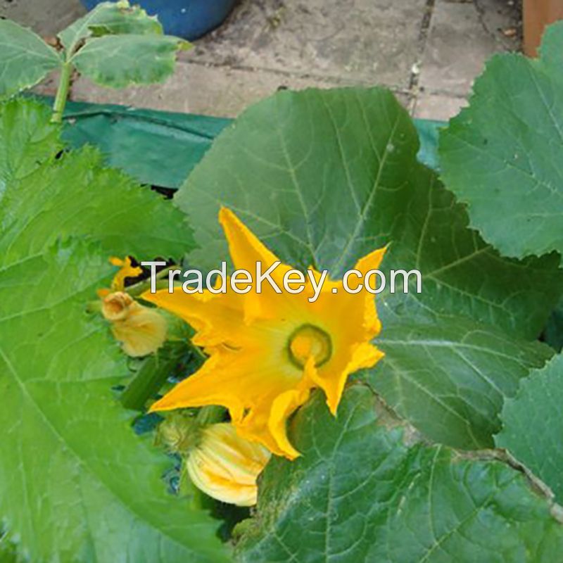 Pumpkin buds (Fresh and frozen) Cheap price and quick response with high quality and carefully packaged