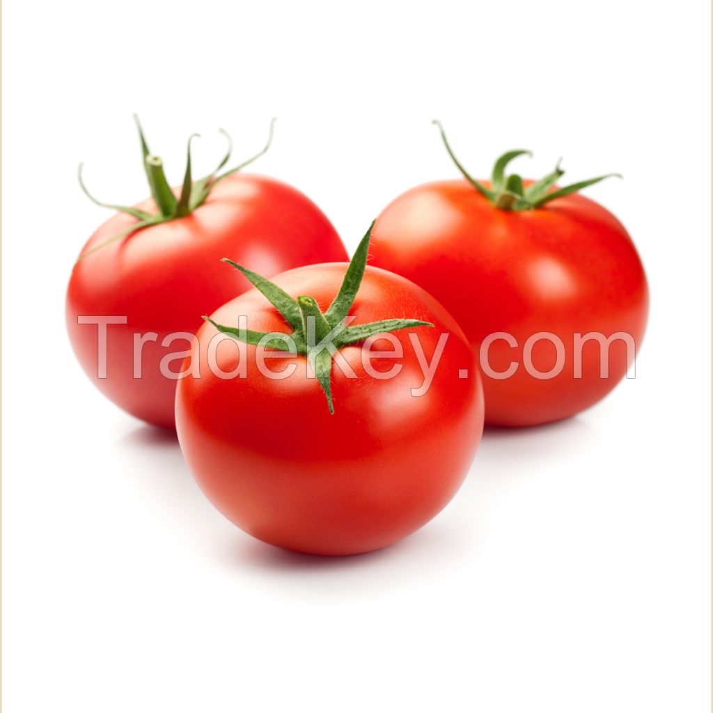 High Quality Hot Selling Red Farm Fresh Tomatoes for Wholesale Purchase cheap price
