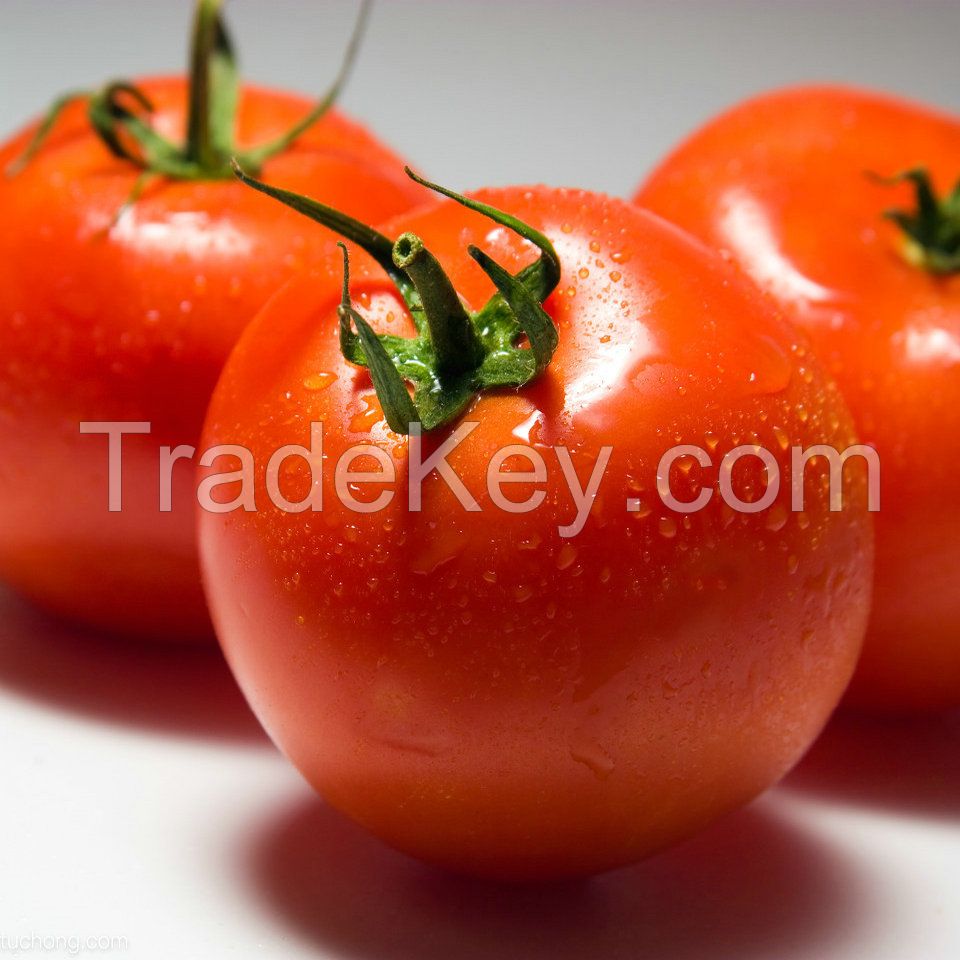 High Quality Hot Selling Red Farm Fresh Tomatoes for Wholesale Purchase cheap price