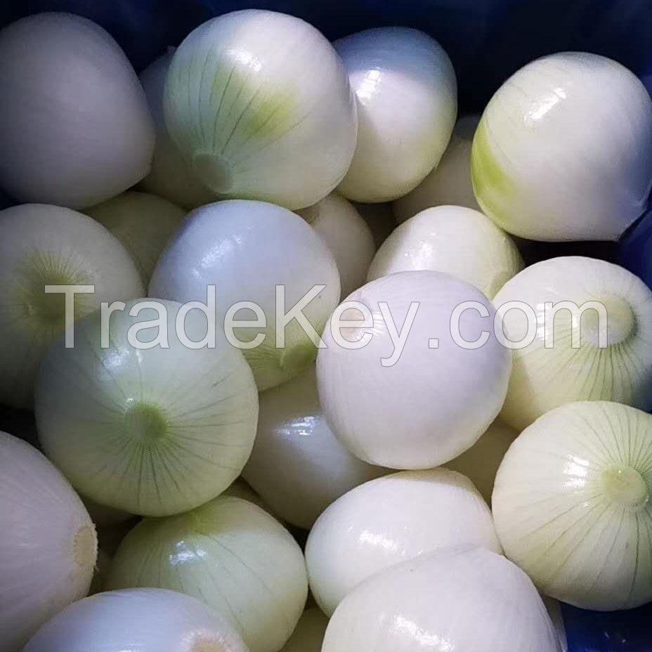 South African Standard Harvest 2020 Red Onion Yellow Onion Peeled Fresh Onions Food
