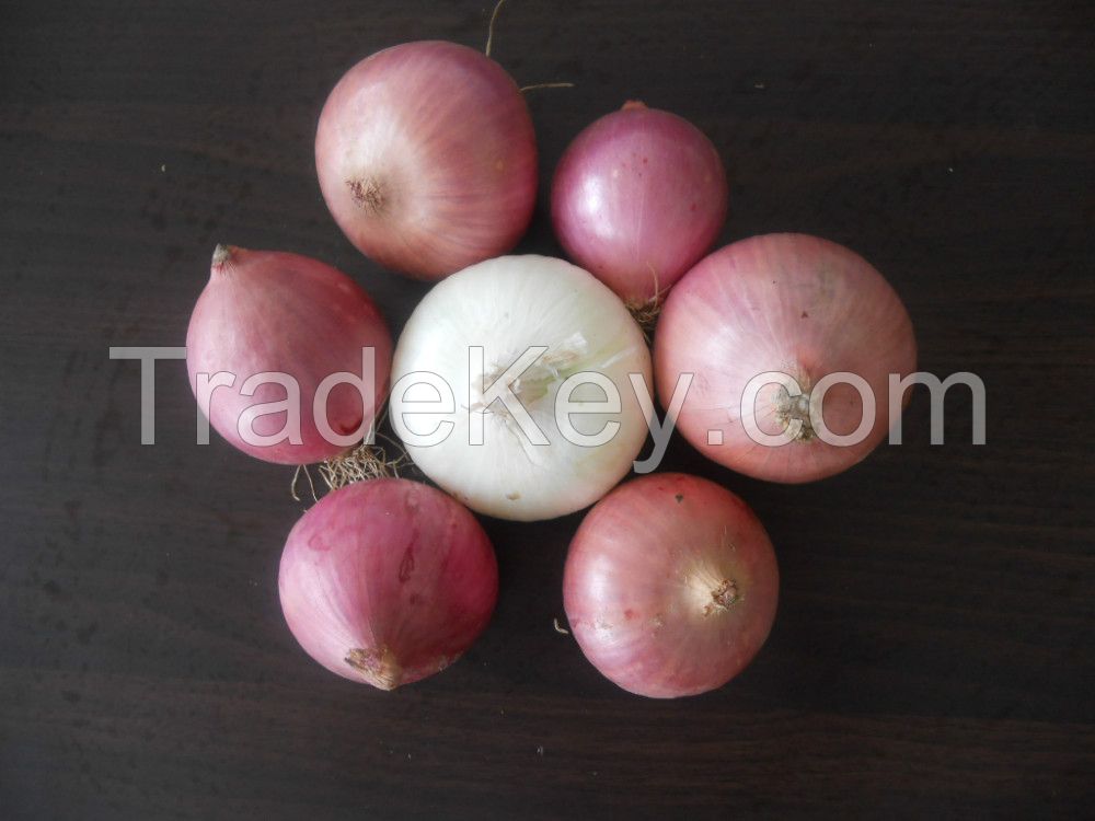 2021 new crop South Africa fresh yellow onion and red onion market price is lowest