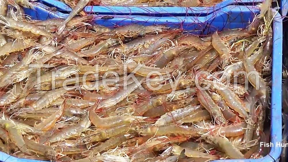  item Black Tiger Shrimp, PD Type Shrimp Variety Black Tiger Shrimp, PD Style FROZEN  	  Certification BRC, Gap, HACCP, ISO, HALAL Packaging Peeled and Deveined, 1KG/Bag x 10/CTN Shelf Life 18-24 months Place of Origin Ca Mau, Vietnam  	  Model Number bla