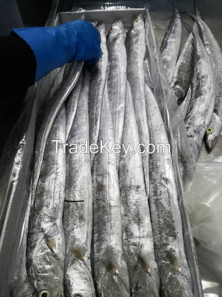 0.05% Max Moisture Fresh Frozen Whole Round Ribbon Fish With Natural Silver Color From South Africa
