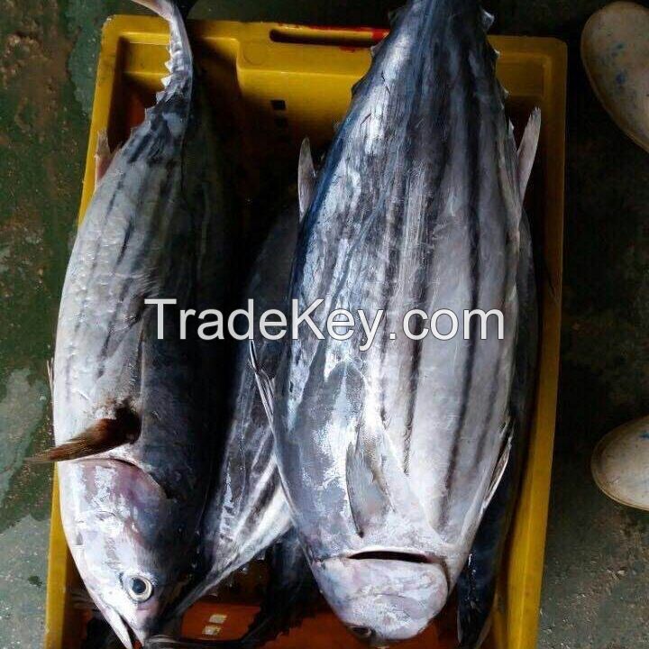 Quality Canned Yellow Fin Tuna Best Deals sea frozen Big Eyes Yellow Fin Frozen Tuna Fish 10-20kg PC/ Tuna YellowFin