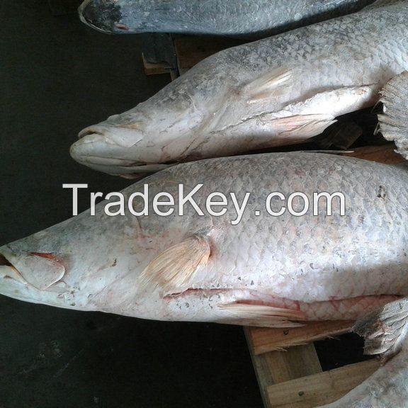 Bulk Exporter of Best Quality Barramundi Fish Frozen Fillet Supply From South Africa
