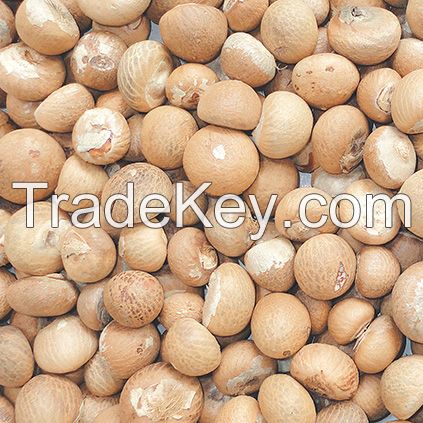 Dried Whole / Split Betel Nuts / Areca Nuts Top Grade Wholesale From South Africa