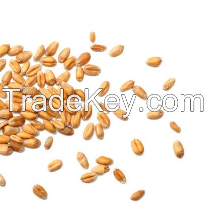 Wheat Grain Best Market Price Wholesale Wheat Grain Top Quality Whole Wheat from South Africa