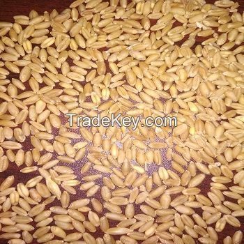 High Protein Wheat flour IKKA Brand / Hard Wheat Flour / Best Wheat Supplier