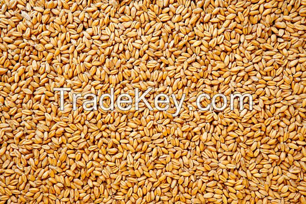 Rye - Organic Whole Rye Grain Berries - Wholesale Russian Rye Agricultural Crop