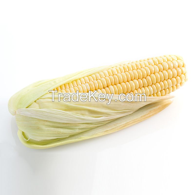 Manufacture factory frozen corn OEM corn popular product yellow sweet corn for sale