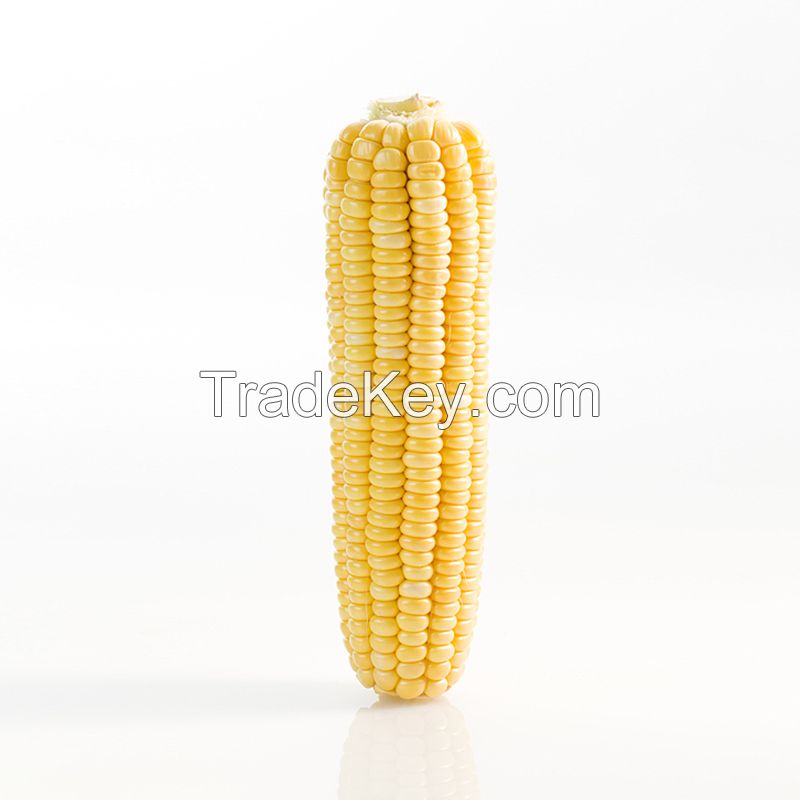 Manufacture factory frozen corn OEM corn popular product yellow sweet corn for sale