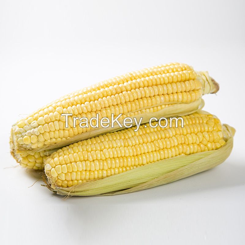 Manufacture factory frozen corn OEM corn popular product yellow sweet corn for sale