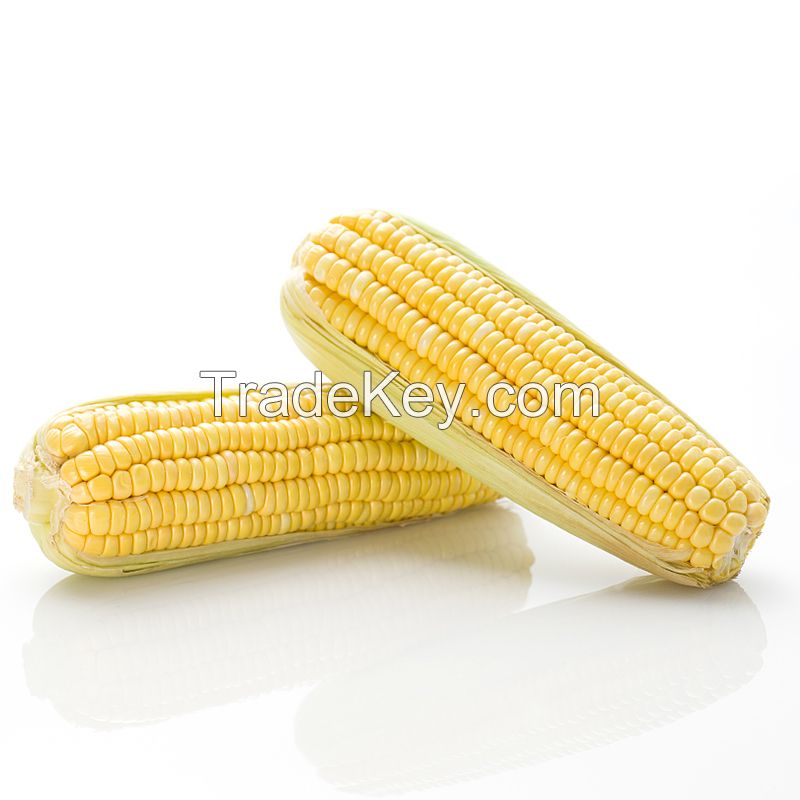 Manufacture factory frozen corn OEM corn popular product yellow sweet corn for sale