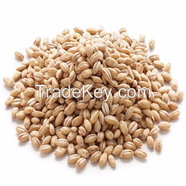 Feed Barley Kazakhstan Wholesale Natural Organic First Grade Animal Feed Barley 50 Kg Bag Packaging Barley Seeds Cereal Grain