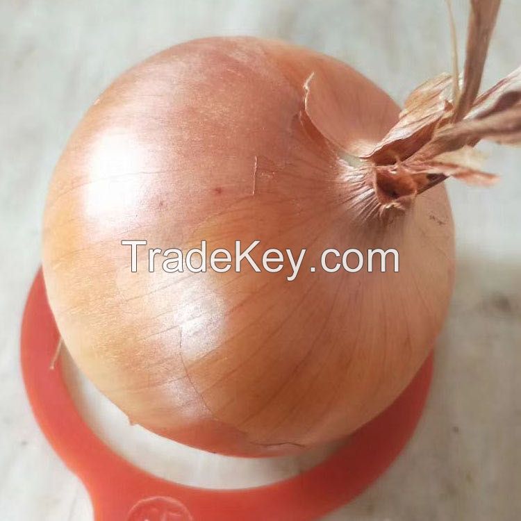 Best selling durable using yellow fresh onion pelled yellow onions