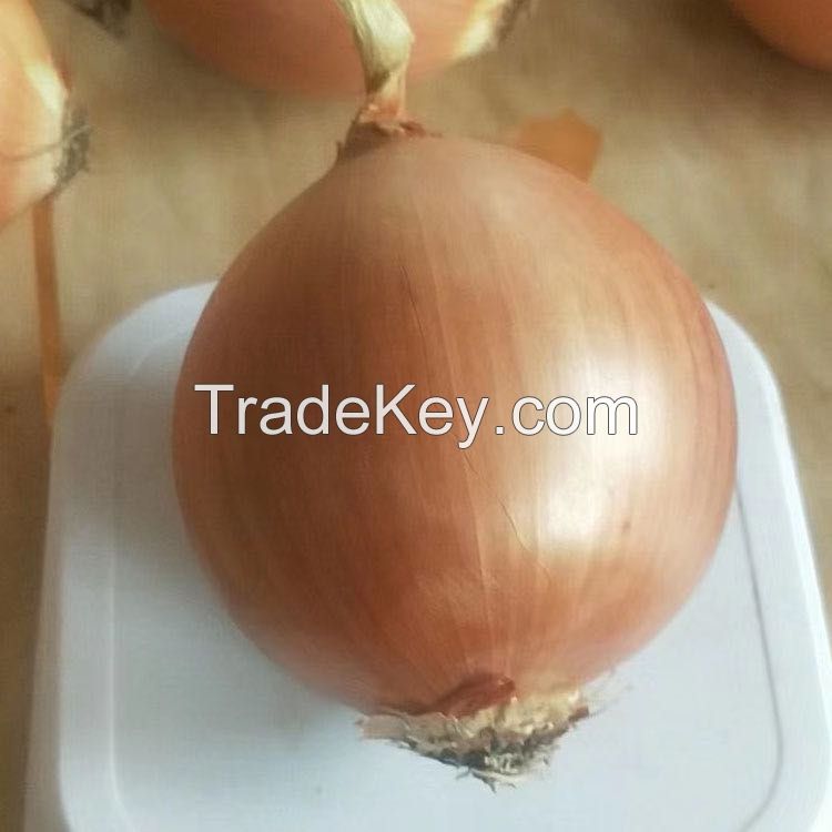 Best selling durable using yellow fresh onion pelled yellow onions