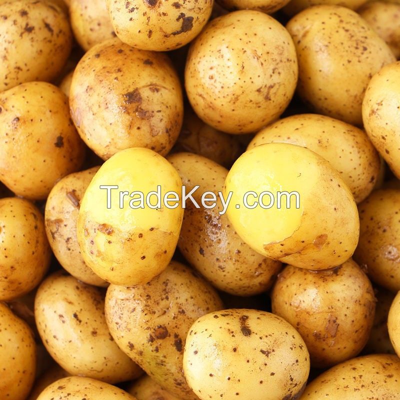 cheap price professional fresh sweet high quality Potato