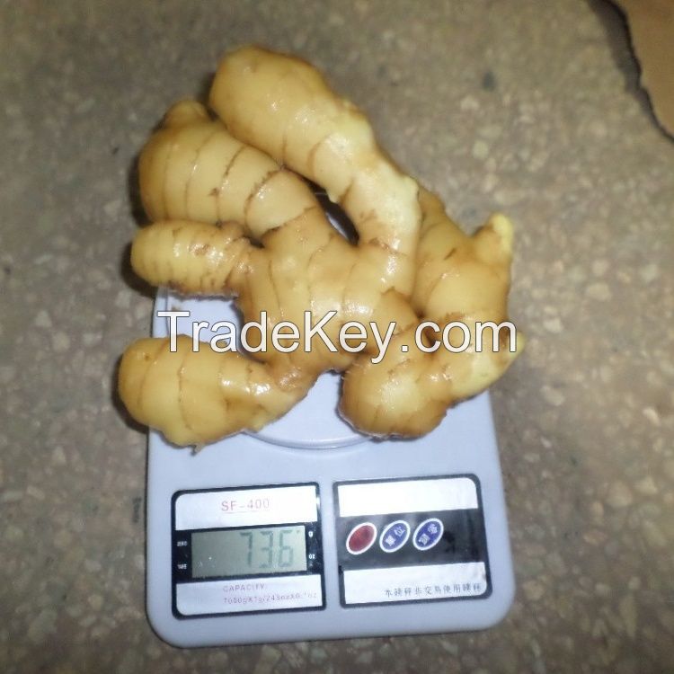 high quality buyer of wholesale organic fresh dry or dried ginger from South African exporter