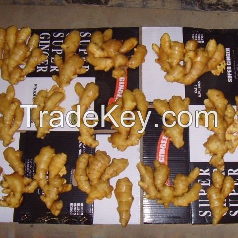 high quality buyer of wholesale organic fresh dry or dried ginger from South African exporter
