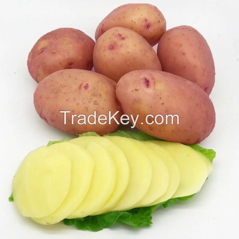 cheap price professional fresh sweet high quality Potato