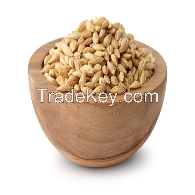 Feed Barley Kazakhstan Wholesale Natural Organic First Grade Animal Feed Barley 50 Kg Bag Packaging Barley Seeds Cereal Grain