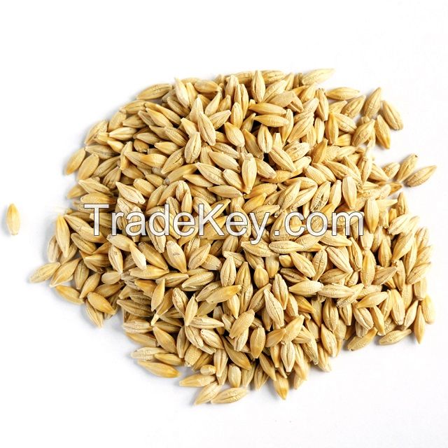 Feed Barley Kazakhstan Wholesale Natural Organic First Grade Animal Feed Barley 50 Kg Bag Packaging Barley Seeds Cereal Grain