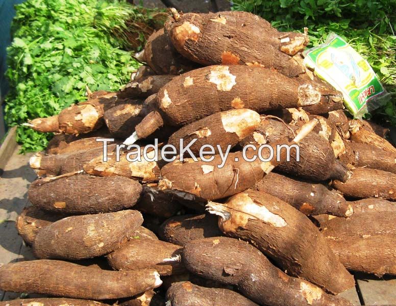 Hot Selling Vegetables Large Quantity Market Sale New Crop Manioc Yucca Roots Quality Fresh Cassava Tapioca