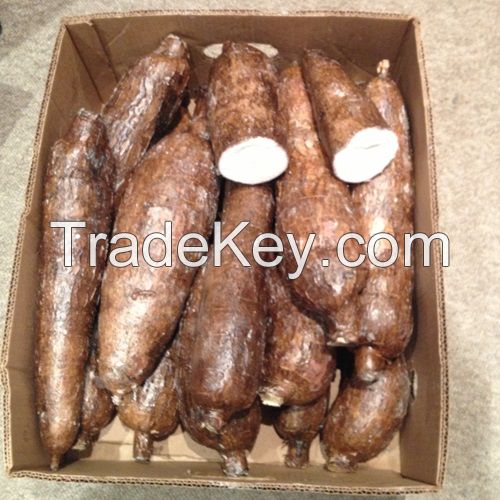 Hot Selling Vegetables Large Quantity Market Sale New Crop Manioc Yucca Roots Quality Fresh Cassava Tapioca