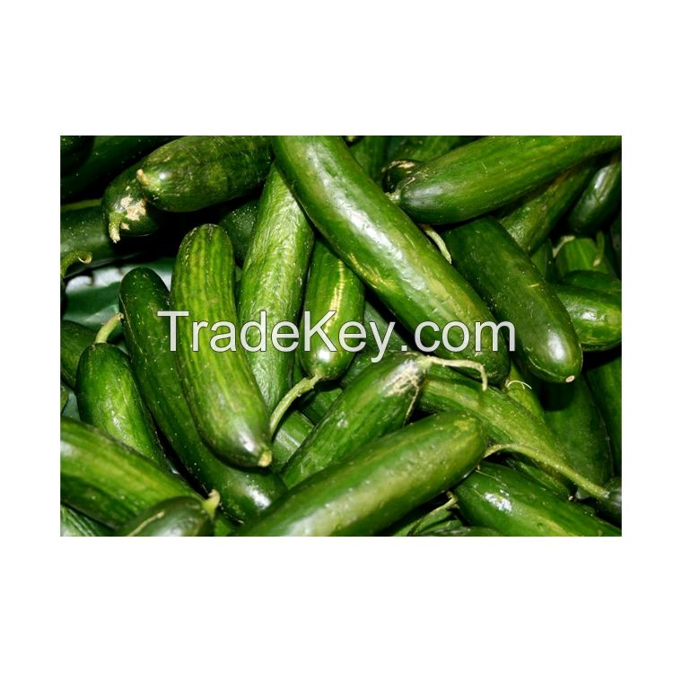 Good Price Best Quality Fresh Vegetables Cucumber for Wholesale Buyers