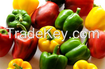 FRESH CAPSICUM/ BELL PEPPER AT HIGH QUALITY AND CHEAP PRICE