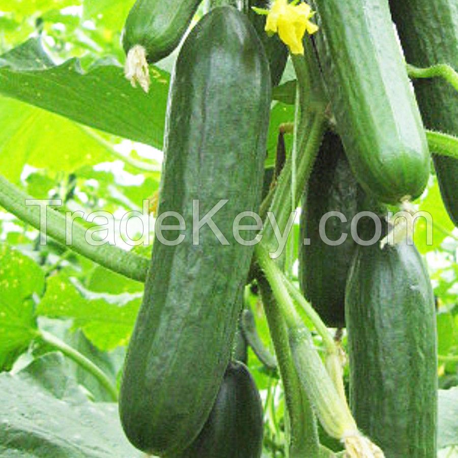 Wholesale Fresh Cucumber / Price Of Fresh Cucumber / Fresh Cucumber From Africa
