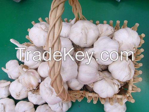 Affordable Organic Fresh Garlic/Frozen Garlic/Garlic Extract Powder