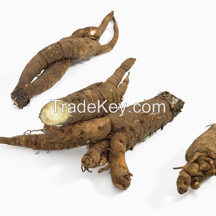 Fresh Burdock For Sale / Extract burdock / High Quality Pure Natural Burdock Root