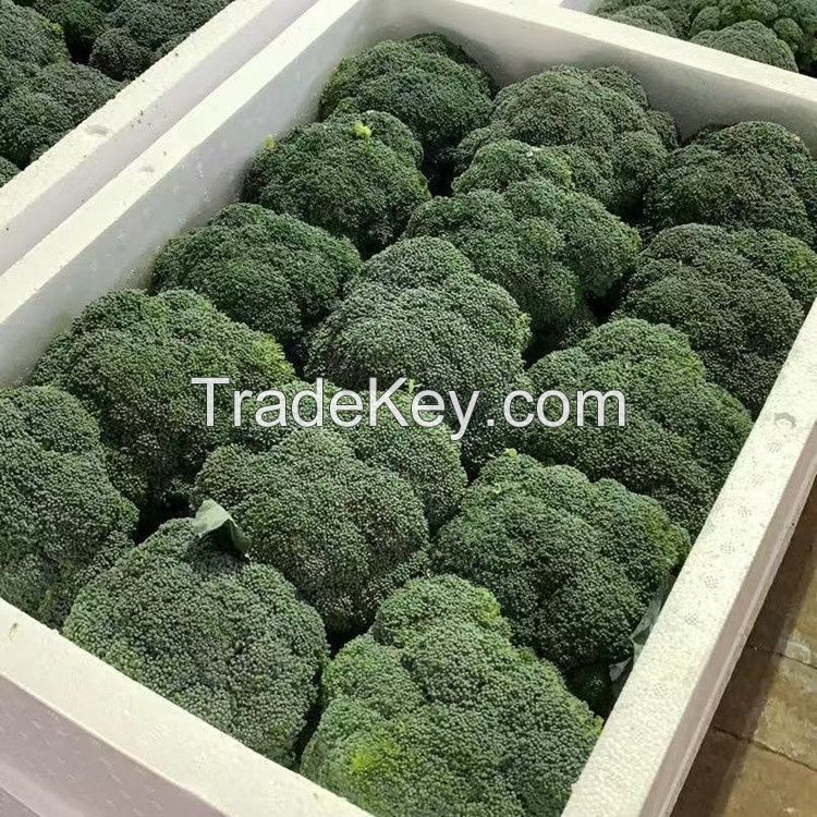 Fresh Broccoli Vegetables With High Quality Box Packing For Sale GAP HACCP Certificated South African Organic Broccoli Low Price