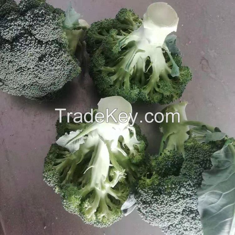 Fresh Broccoli Vegetables With High Quality Box Packing For Sale GAP HACCP Certificated South African Organic Broccoli Low Price