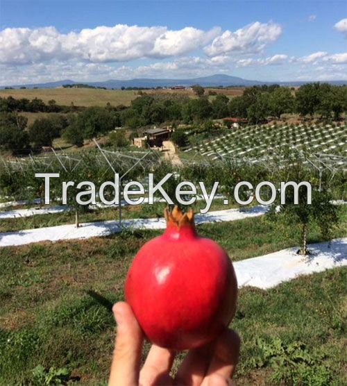 Juicing 100% Natural Red Sweet Pomegranate Fruit Organic Origin Italy Wholesale Price