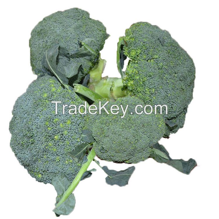 Fresh Broccoli Vegetables With High Quality Box Packing For Sale GAP HACCP Certificated South African Organic Broccoli Low Price
