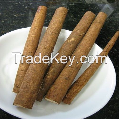 Fresh Burdock For Sale / Extract burdock / High Quality Pure Natural Burdock Root