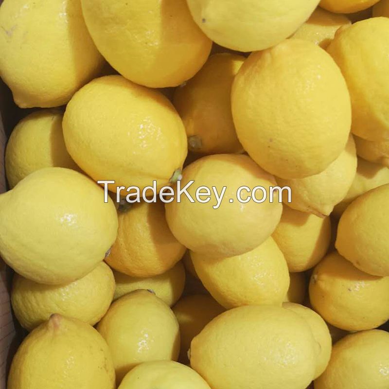 Wholesale Best Price fresh fruits Fresh Citrus Fruit Lemon