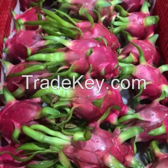 Fresh Dragon Fruit from high Quality and competitive price for export 2021