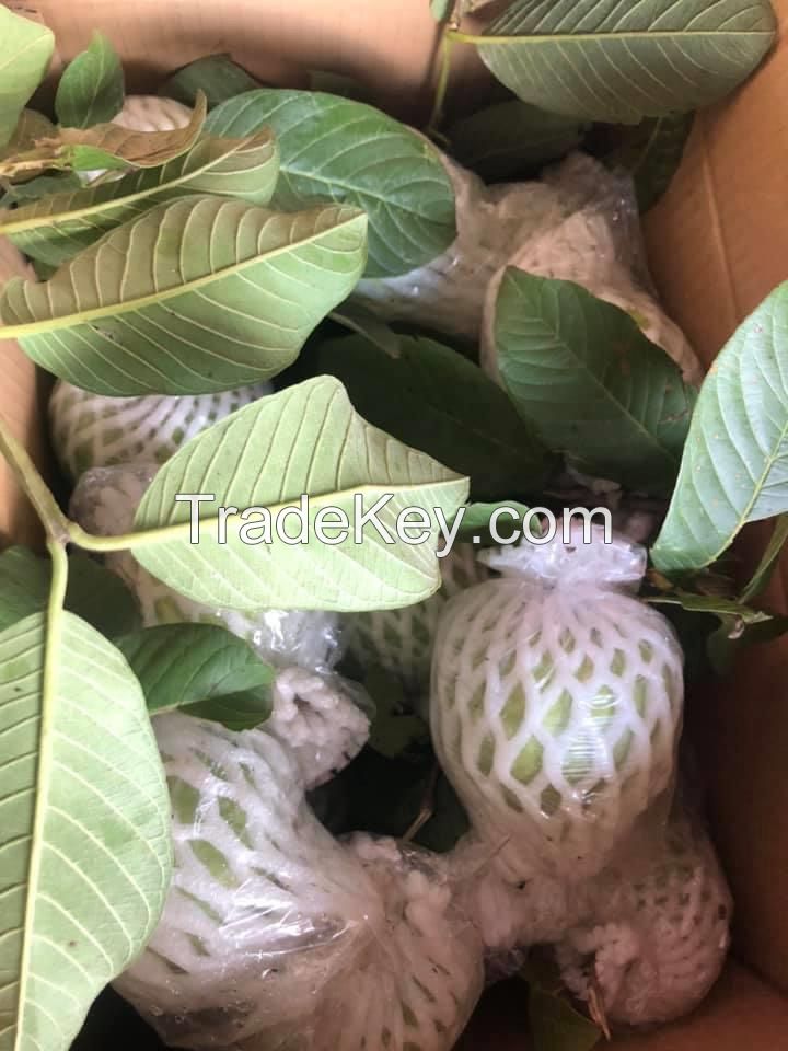 2020 FRESH GUAVA SWEET TASTY GUAVA FRUIT OF VIETNAM FACTORY SUPPLY NATURAL FRUITS DELICIOUS HIGHEST QUALITY
